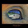 Horse Eye