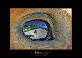 Horse Eye