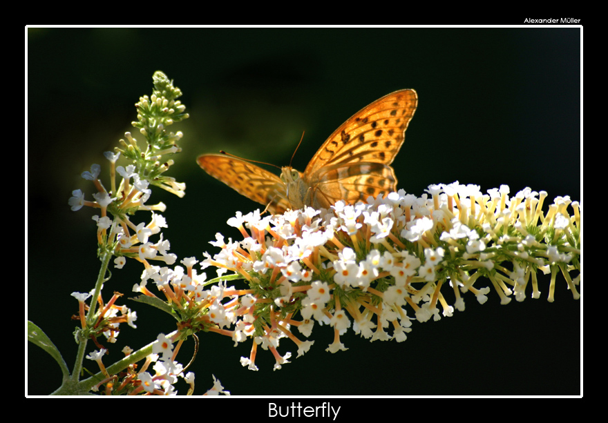 Butterfly