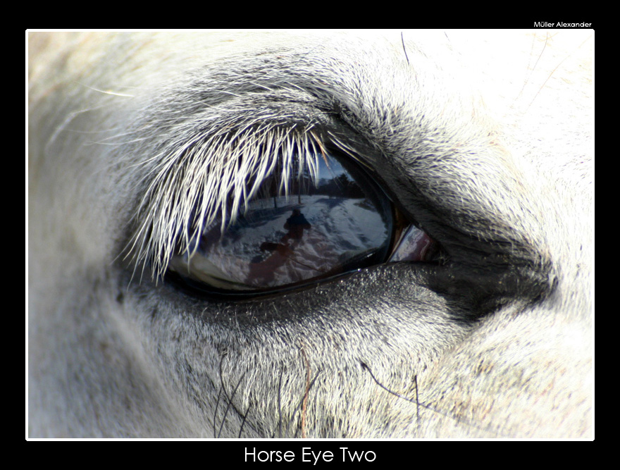 Horse Eye Two