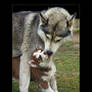 Husky Love