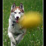 Fetch the ball