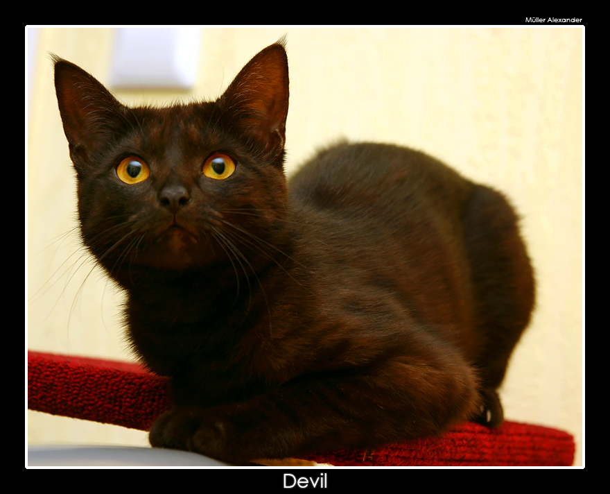 Devil