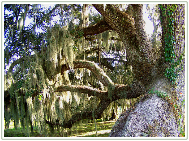 Mossy Tree Color