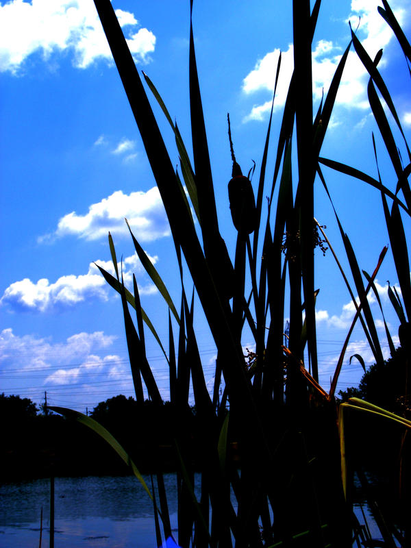 Among the Reeds by basketcase8 on DeviantArt