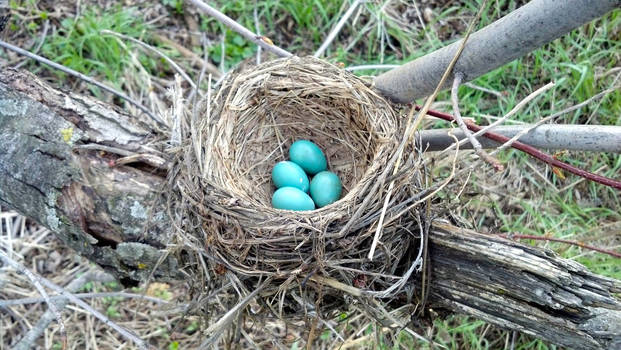 Robin's Nest