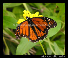 Monarch Butterfly