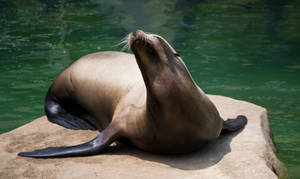 sea lion at the tulsa zoo 2013