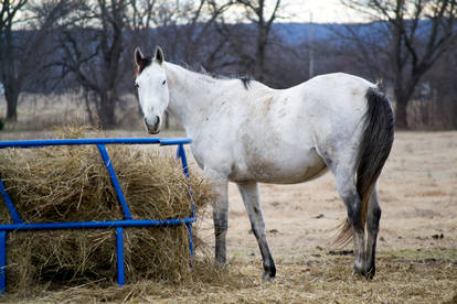 Horse at feeder in winter