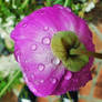 Droplets on Purple Flower