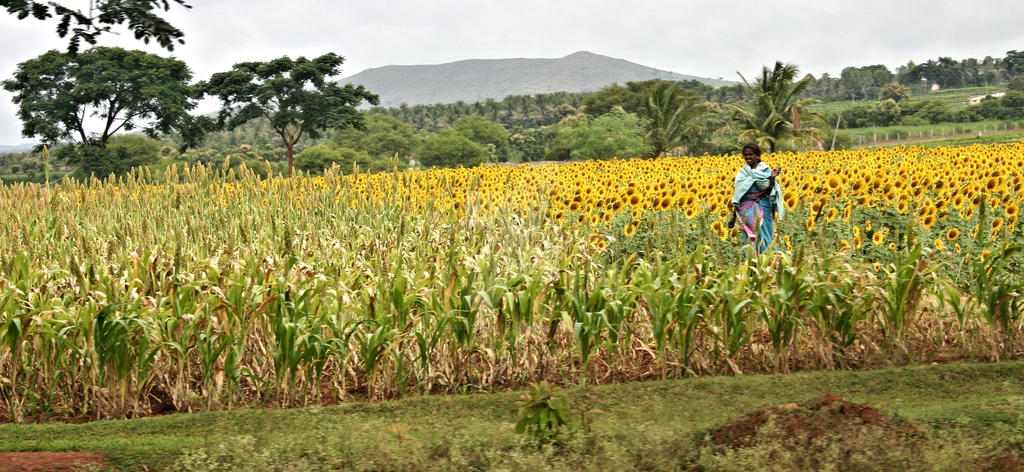 in a sunflowers  field