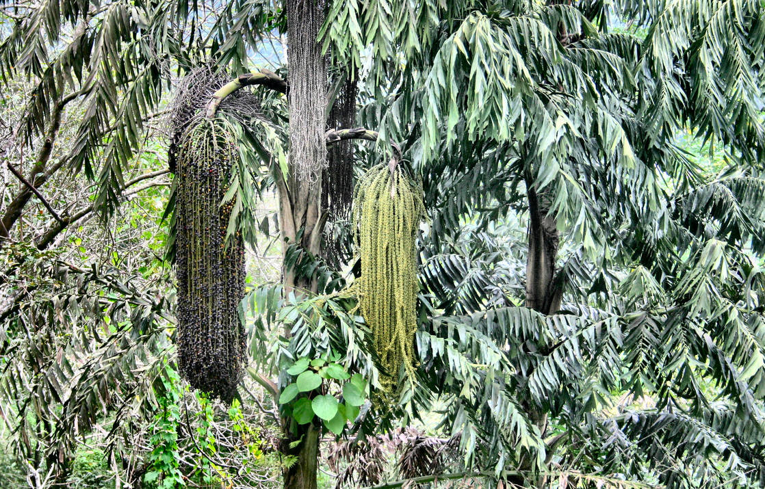 Kithul tree in Western ghats by SmallCurryLeaf on DeviantArt