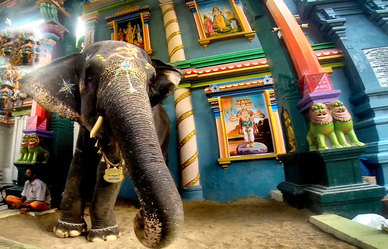 RIP Lakshmi 1990-2022 by SmallCurryLeaf on DeviantArt