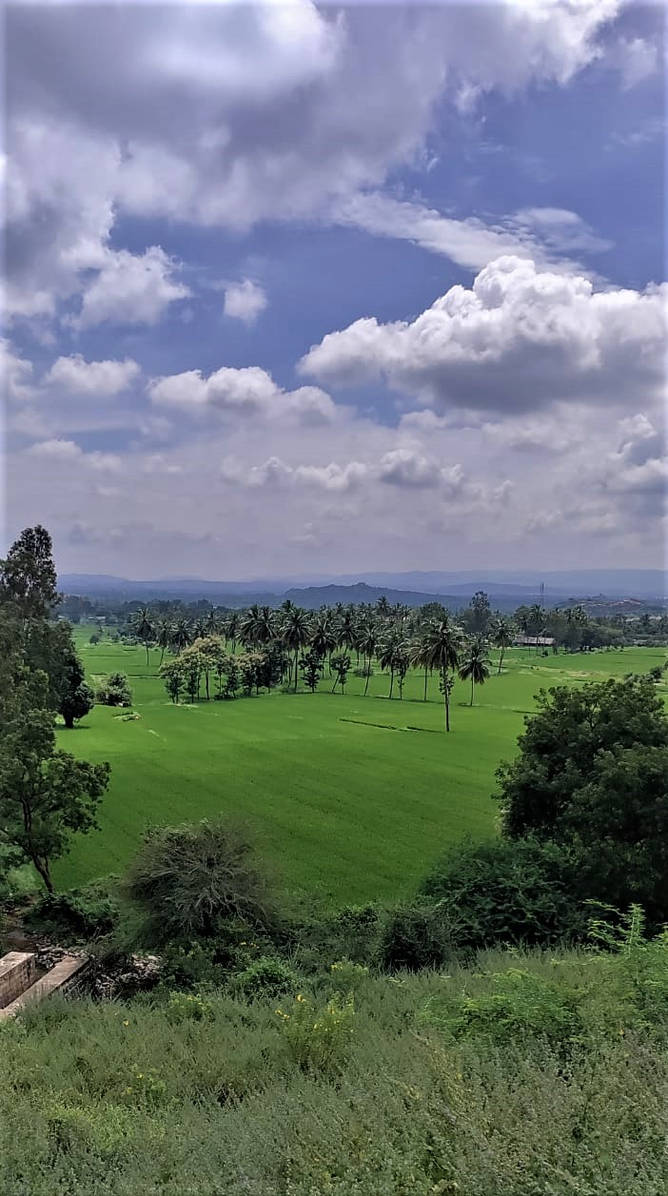 rice fields near Hampi by SmallCurryLeaf on DeviantArt