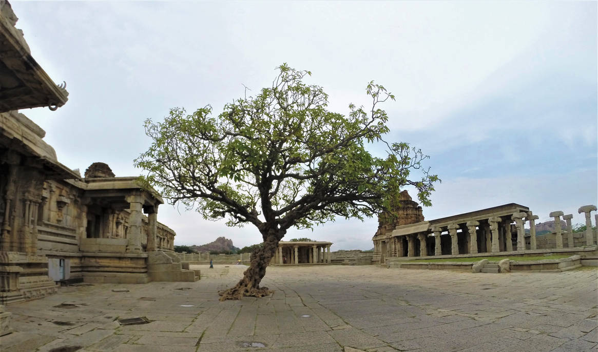 Old tree at Vittala temple site by SmallCurryLeaf on DeviantArt