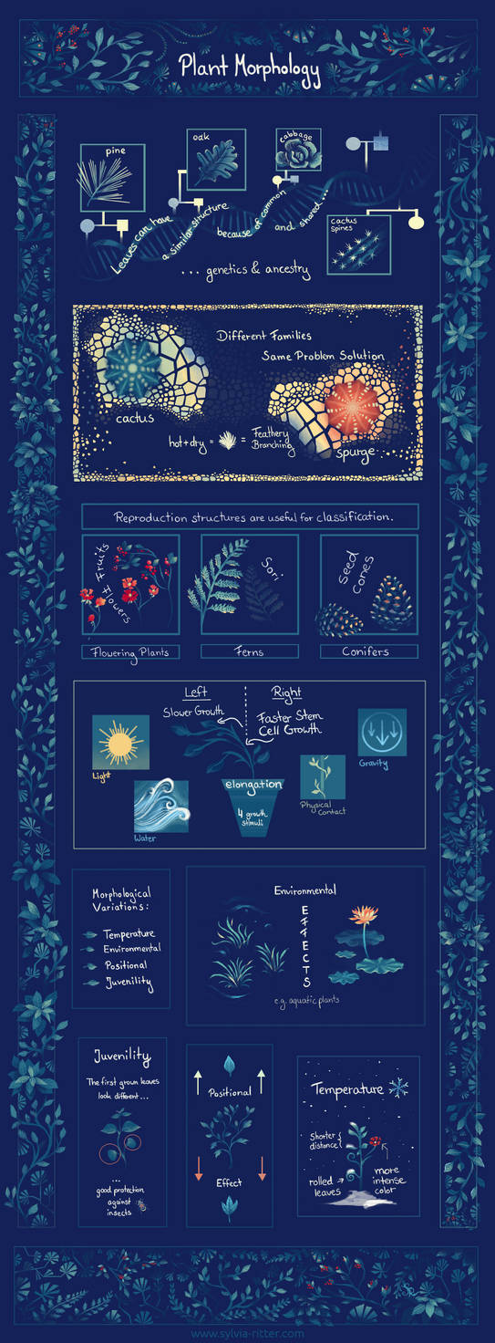 Plant Morphology by SylviaRitter