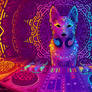 Disco Dingo