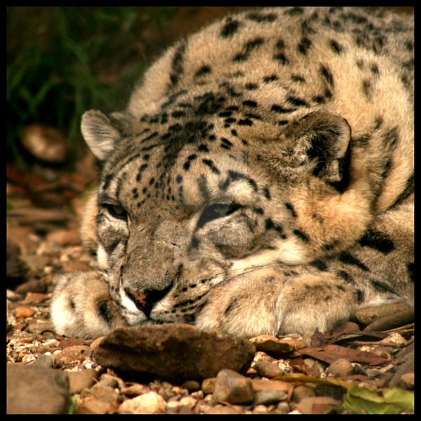Sad Snow Leopard