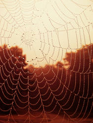 Dawn etnagled in a spider's web