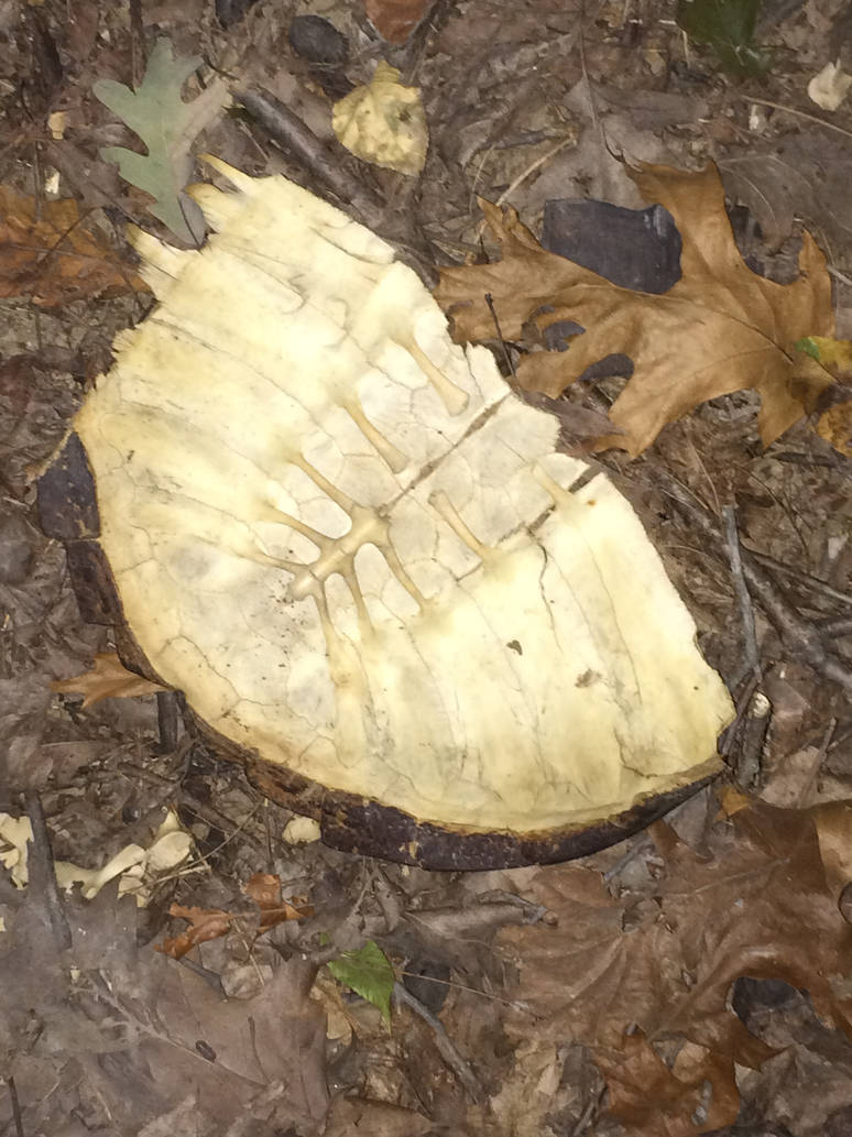 Dead Turtle Shell by Emune9 on DeviantArt