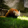 Rawr im a red panda!