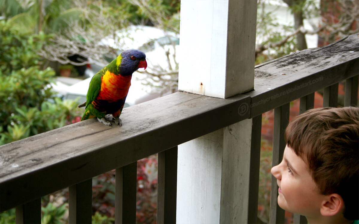 Marcus likes the rainbow birds.