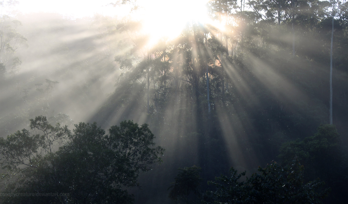 Morning sun through the forest