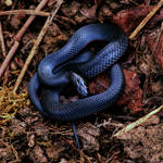Red-bellied Black Snake (Pseudechis porphyriacus)