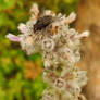 More insects and flowers