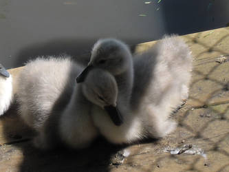 Baby Swans 2