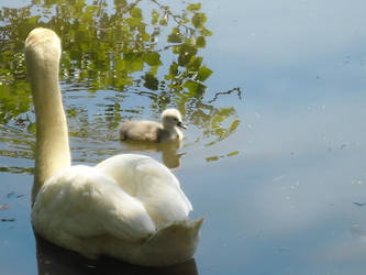 Baby Swans 5