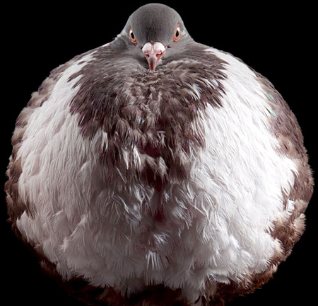 Pigeon