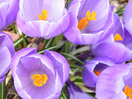 Crocus 1