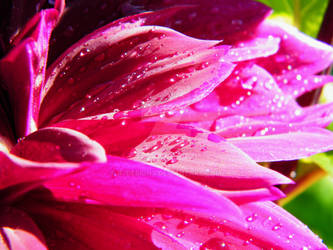 Maroon Watery Petals