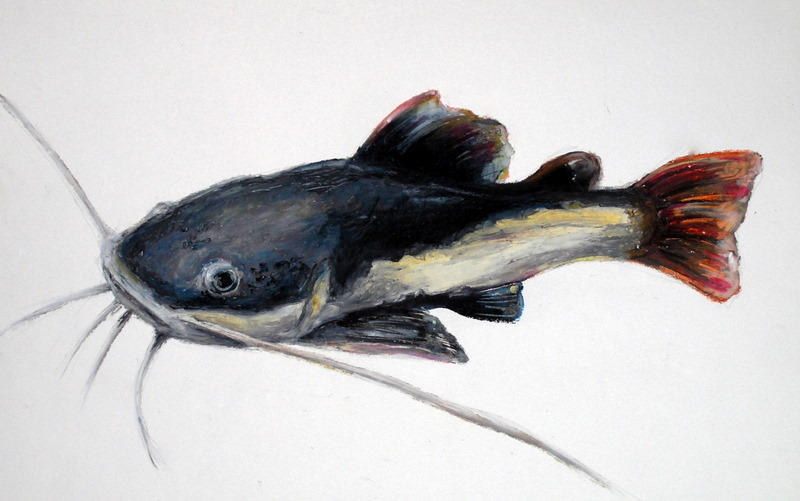 red tail catfish by ASD92 on DeviantArt