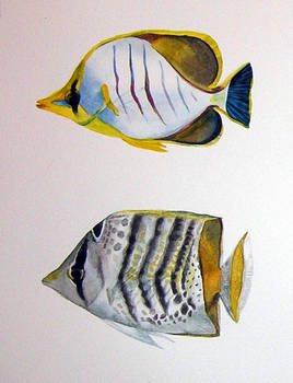 Butterflyfish - WIP