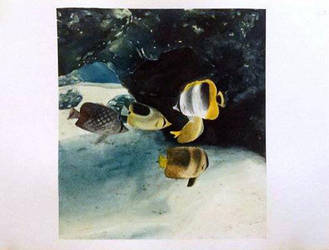 Butterflyfish