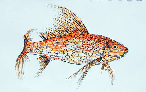 fish01