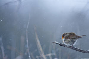 Rougegorge sous la neige