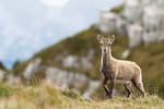 Jeune Bouquetin by PierreRodriguez