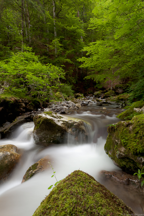 Sous la fraicheur des forets