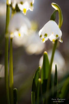 The return of spring