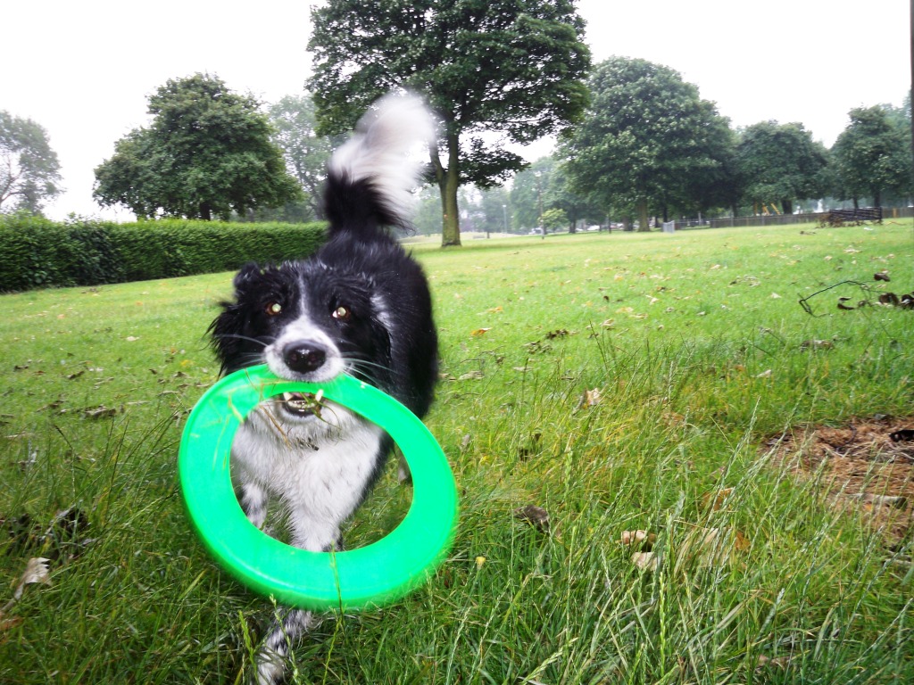 Flash and her Frisbee