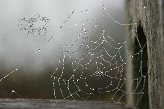 Misty Morning Tiny Web