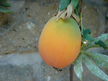 Passion Fruit 1