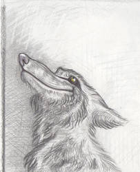 Evening Sketch of Dreaming Wolf