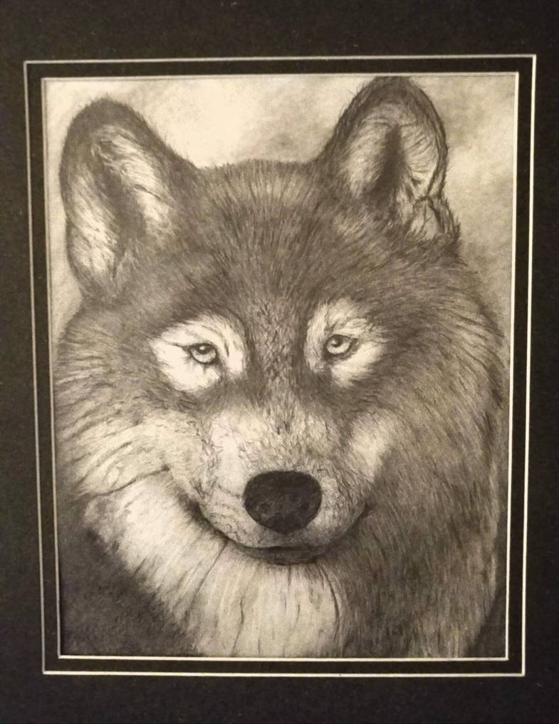 The Gray Wolf By Srtchief On DeviantArt