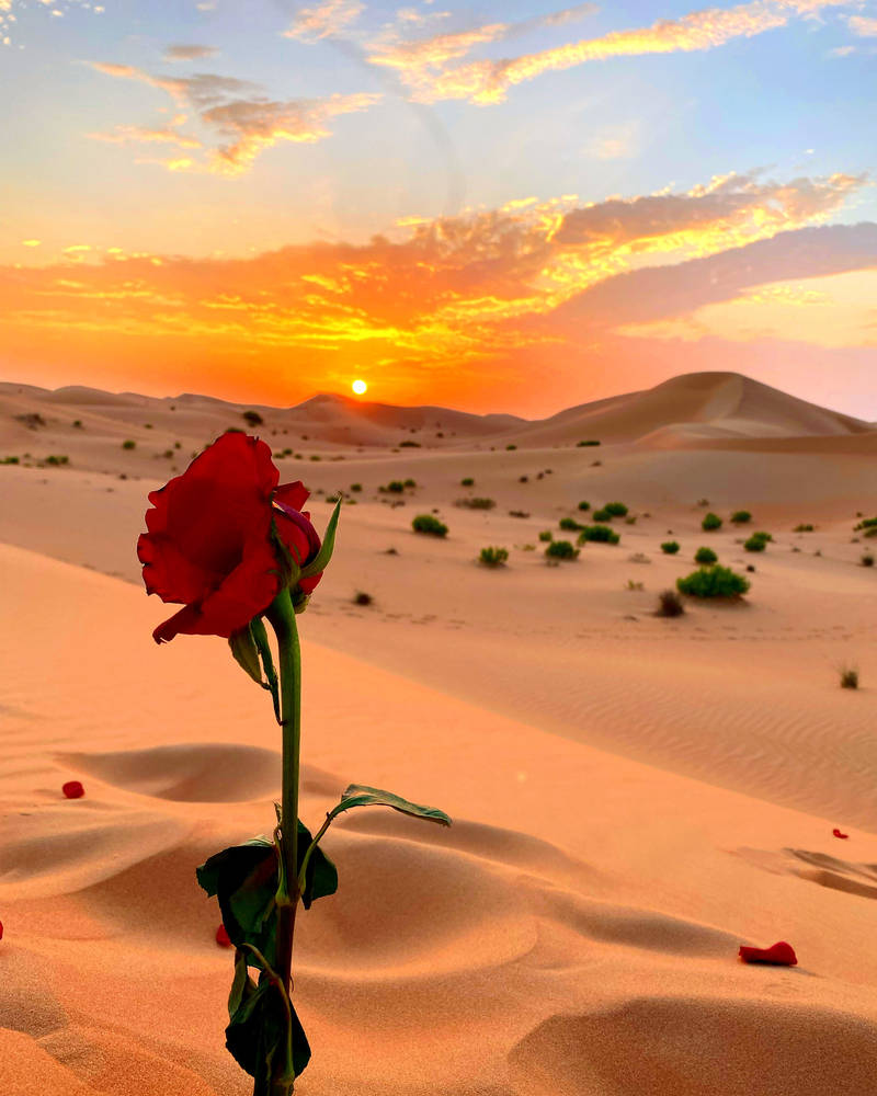 2d Desert Roses Desert rose by Nims99 on DeviantArt
