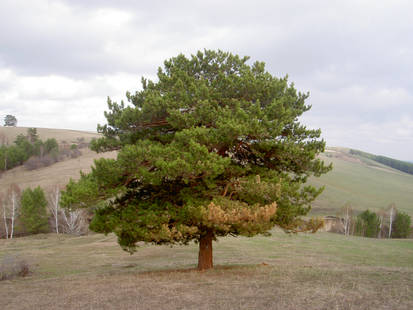 lonely pine