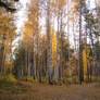 autumn forest03